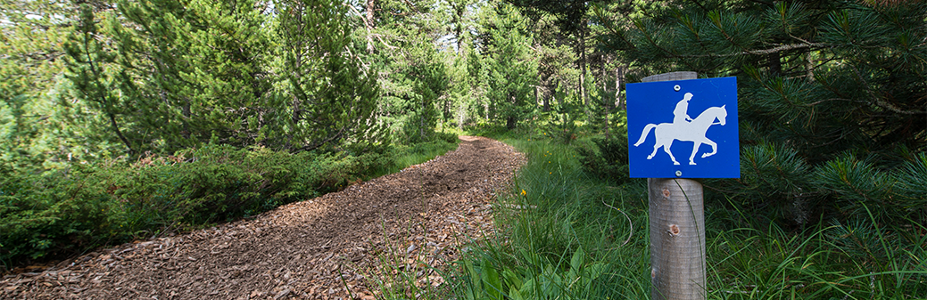 Horse Trail